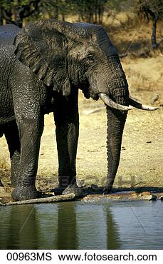 Banco de Imagem - ngala,   jogo, 
  alojamento, 
  elefant,   waterhole, 
  kruger. fotosearch 
- busca de fotos, 
imagens e clipart