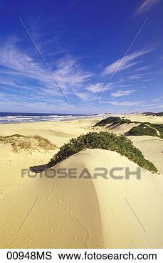 Banco de Imagem - sanddunes,   buchmans, 
  rio,   boca, 
  porto,   alfred, 
  oriental. fotosearch 
- busca de fotos, 
imagens e clipart