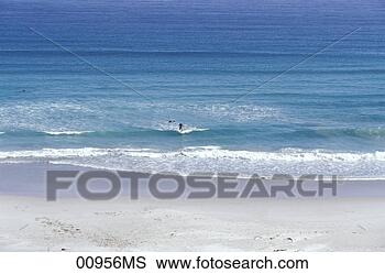 Banco de Imagem - surfista,  witsand, 
 baía,  meio, 
 praia,  scarborough, 
 sul,  áfrica. 
fotosearch - busca 
de fotos, imagens 
e clipart