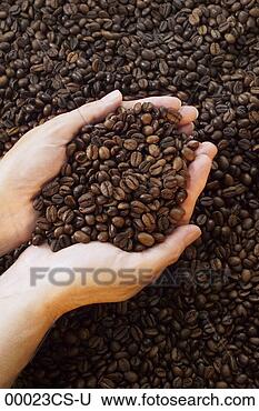 Banco de Imagem - hände,  halten, 
 kaffeebohnen. 
fotosearch - busca 
de fotos, imagens 
e clipart