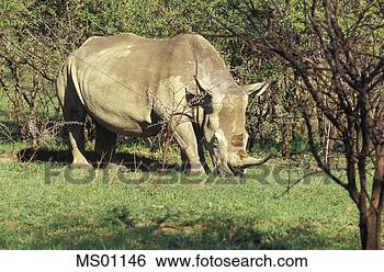 Stock Photo - spioenkop game 
reserve,  self 
drive game park, 
 rhino. fotosearch 
- search stock 
photos, pictures, 
images, and photo 
clipart