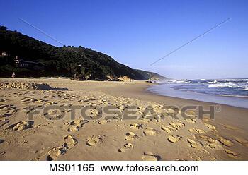 Banco de Imagem - keurboomstrand, 
 jardim,  rota, 
 ocidental,  capa, 
 sul,  áfrica. 
fotosearch - busca 
de fotos, imagens 
e clipart
