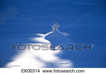 Banco de Imagem - alemanha,  bavaria, 
 neva-coberto, 
 paisagem,  close-up. 
fotosearch - busca 
de fotos, imagens 
e clipart
