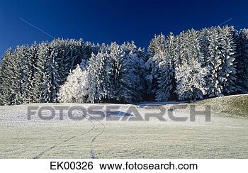 Banco de Imagem - alemanha,  bavaria, 
 neva-coberto, 
 árvores,  floresta. 
fotosearch - busca 
de fotos, imagens 
e clipart