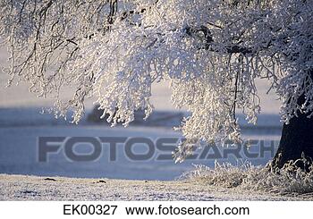 Foto - alemanha,  bavaria, 
 neva-coberto, 
 árvore,  paisagem, 
 close-up. fotosearch 
- busca de fotos, 
imagens e clipart