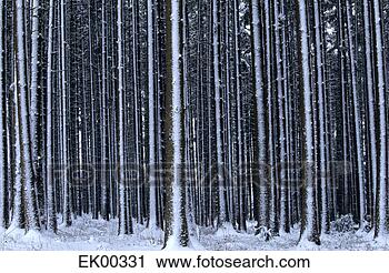 Arquivo de Fotografia - alemanha,  bavaria, 
 vista,  floresta, 
 coberto,  neve. 
fotosearch - busca 
de fotos, imagens 
e clipart
