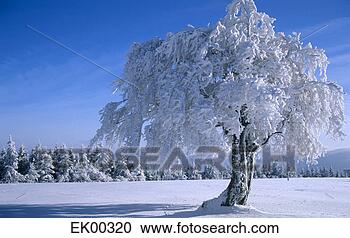 Arquivo de Fotografias - alemanha,  pretas, 
 floresta,  neva-coberto, 
 árvore,  floresta. 
fotosearch - busca 
de fotos, imagens 
e clipart