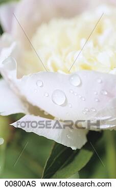 Banco de Imagem - branca,  peony, 
 fim,  cima. fotosearch 
- busca de fotos, 
imagens e clipart