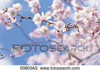 Banco de Imagem - cereja,  flor, 
 árvore. fotosearch 
- busca de fotos, 
imagens e clipart