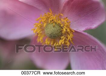 Banco de Imagem - cor-de-rosa,  
flor,  close-up. 
fotosearch - busca 
de fotos, imagens 
e clipart
