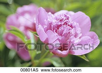 Banco de Imagem - cor-de-rosa,  
peony. fotosearch 
- busca de fotos, 
imagens e clipart