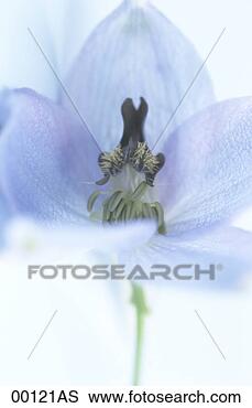 Banco de Imagem - delphinium,  extremo, 
 fim,  cima. fotosearch 
- busca de fotos, 
imagens e clipart