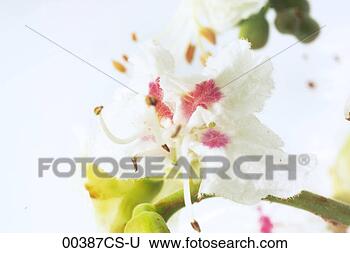 Banco de Imagem - horse-chestnut, 
 flor,  aesculus, 
 hippocastanum. 
fotosearch - busca 
de fotos, imagens 
e clipart