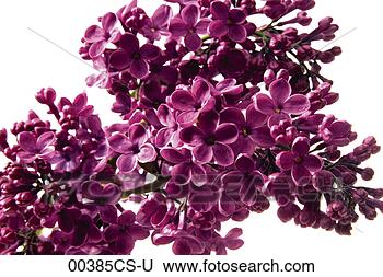 Banco de Imagem - lilás,  syringa, 
 vulgaris. fotosearch 
- busca de fotos, 
imagens e clipart