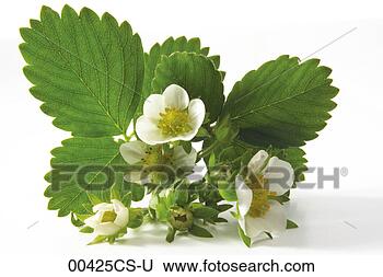 Banco de Imagem - moranguinho,  
flor. fotosearch 
- busca de fotos, 
imagens e clipart