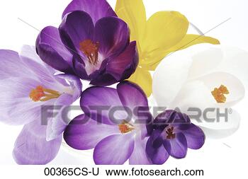 Banco de Imagem - nascente,  açafrões, 
 açafrão,  albiflorus. 
fotosearch - busca 
de fotos, imagens 
e clipart