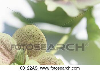 Banco de Imagem - natal,  rosa, 
 fim,  cima. fotosearch 
- busca de fotos, 
imagens e clipart
