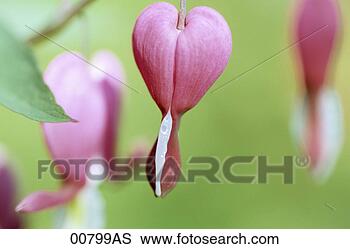 Banco de Imagem - sangramento,  
coração,  penduradas, 
 árvore,  fim, 
 cima. fotosearch 
- busca de fotos, 
imagens e clipart