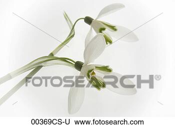 Banco de Imagem - snowdrops,  galanthus, 
 nivalis. fotosearch 
- busca de fotos, 
imagens e clipart