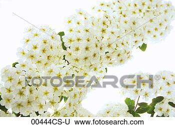 Banco de Imagem - spierstrauch, 
 spiraea. fotosearch 
- busca de fotos, 
imagens e clipart