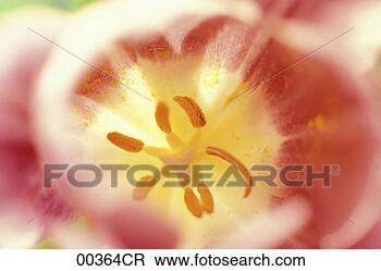 Banco de Imagem - tulipa. fotosearch 
- busca de fotos, 
imagens e clipart