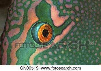 Stock Photograph - maskenpapageienfisch 
- bicolor parrotfish. 
fotosearch - search 
stock photos, 
pictures, images, 
and photo clipart