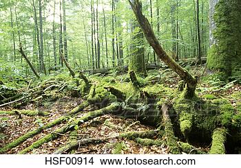 Banco de Imagem - alemanha,  bavarian, 
 floresta,  nacional, 
 parque. fotosearch 
- busca de fotos, 
imagens e clipart