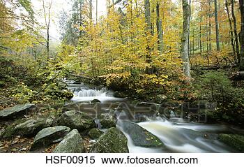 Banco de Imagem - alemanha,  bavarian, 
 floresta,  kleine, 
 ohe. fotosearch 
- busca de fotos, 
imagens e clipart