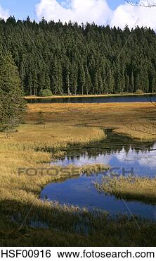 Banco de Imagem - alemanha,  bavarian, 
 floresta,  großer, 
 arbersee. fotosearch 
- busca de fotos, 
imagens e clipart