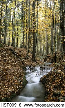 Banco de Imagem - alemanha,  bavarian, 
 floresta,  buchenau. 
fotosearch - busca 
de fotos, imagens 
e clipart