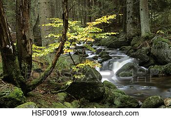 Arquivo Fotográficos - alemanha,   bavarian, 
  floresta,   
montanha,   fluxo, 
  cascading. fotosearch 
- busca de fotos, 
imagens e clipart