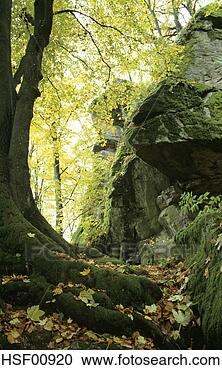Arquivo de Fotografias - alemanha,  bavarian, 
 floresta,  schloßpark, 
 falkenstein. 
fotosearch - busca 
de fotos, imagens 
e clipart