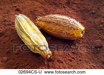 Banco de Imagem - cacao,  feijões, 
 chocolate,  pó, 
 close-up. fotosearch 
- busca de fotos, 
imagens e clipart