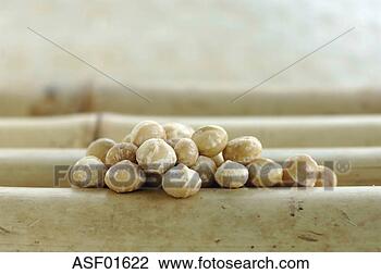 Banco de Imagem - macadamia,  nozes, 
 close-up. fotosearch 
- busca de fotos, 
imagens e clipart