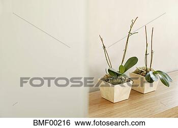 Banco de Imagem - prateleira,  inteligência, 
 dois,  flor, 
 potes. fotosearch 
- busca de fotos, 
imagens e clipart