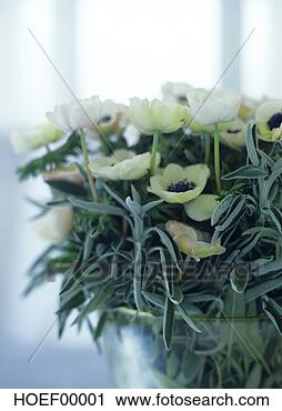 Arquivo de Fotografia - anemones,  close-up. 
fotosearch - busca 
de fotos, imagens 
e clipart