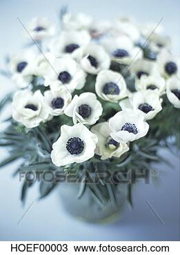 Banco de Imagem - anemones,  close-up. 
fotosearch - busca 
de fotos, imagens 
e clipart