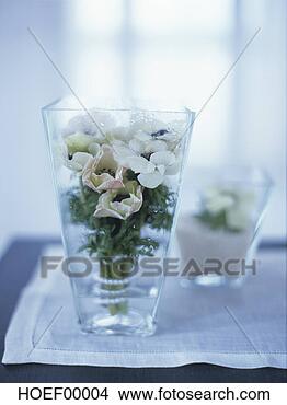 Banco de Imagem - anemones,  vidro. 
fotosearch - busca 
de fotos, imagens 
e clipart