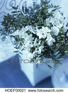Arquivo de Fotografia - branca,  narciso, 
 (narcissus,  
tazetta),  close-up. 
fotosearch - busca 
de fotos, imagens 
e clipart