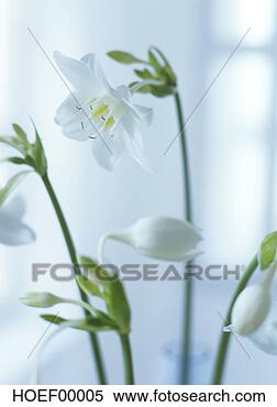 Banco de Imagem - eucharis,  close-up. 
fotosearch - busca 
de fotos, imagens 
e clipart