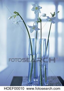 Arquivo de Fotografias - eucharis,  close-up. 
fotosearch - busca 
de fotos, imagens 
e clipart