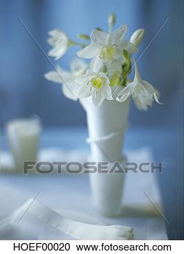 Arquivo de Fotografias - eucharis,  close-up. 
fotosearch - busca 
de fotos, imagens 
e clipart