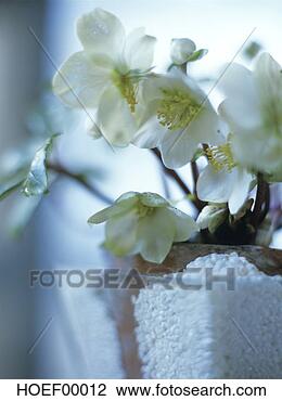 Banco de Imagem - natal,  rosa, 
 hellebore. fotosearch 
- busca de fotos, 
imagens e clipart