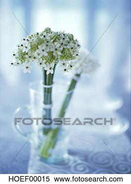 Banco de Imagem - ornithogalum, 
 estrela,  belém, 
 vidro,  close-up. 
fotosearch - busca 
de fotos, imagens 
e clipart