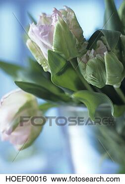 Banco de Imagem - papagaio,  tulips. 
fotosearch - busca 
de fotos, imagens 
e clipart
