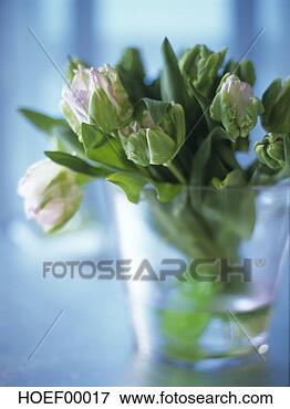 Foto - papagaio,  tulips. 
fotosearch - busca 
de fotos, imagens 
e clipart