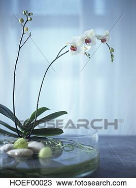 Banco de Imagem - phalenopsis,  
orquídea. fotosearch 
- busca de fotos, 
imagens e clipart