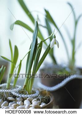 Banco de Imagem - snowdrops. fotosearch 
- busca de fotos, 
imagens e clipart