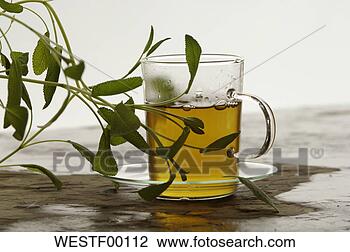 Banco de Imagem - herbário,  chá, 
 salvia. fotosearch 
- busca de fotos, 
imagens e clipart