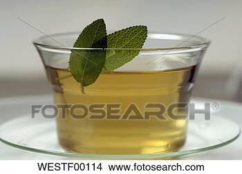 Banco de Imagem - herbário,  chá, 
 salvia. fotosearch 
- busca de fotos, 
imagens e clipart